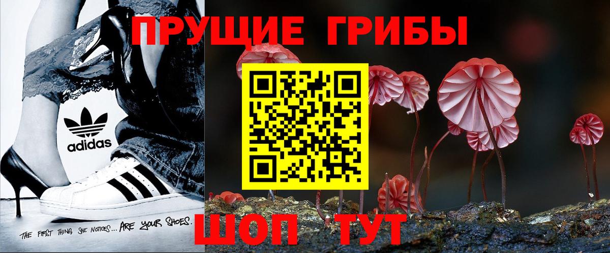 Псилоцибиновые грибы Psilocybine cubensis Саяногорск